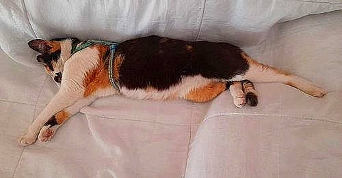 Lili participe au concours pour gagner de l'argent avec cette photo : canidae, carnivore, cat, comfort, companion_dog, couch, dog, dog_breed, felidae, foot, human_leg, linens, nap, paw, small_to_medium_sized_cats, snout, sporting_group, tail, textile, whiskers