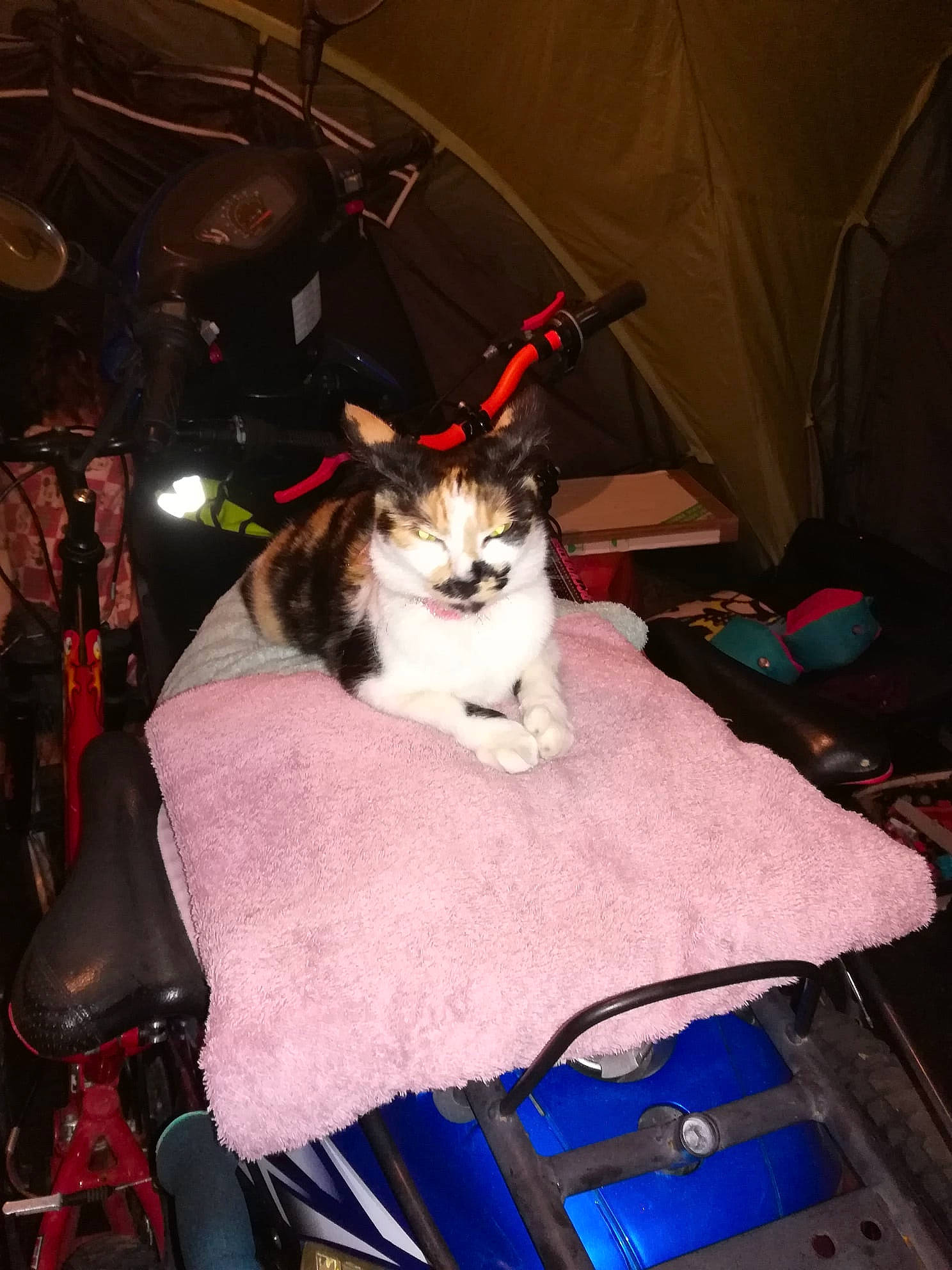 Lili a rejoint le concours — aidez-le/la à gagner de superbes lots ! auto_part, automotive_lighting, bag, blue, canidae, carnivore, cat, chair, comfort, companion_dog, felidae, fur, lap, luggage_and_bags, motor_vehicle, sitting, small_to_medium_sized_cats, tail, tire, whiskers