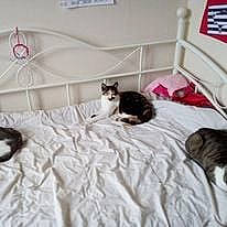 Lili participe au concours pour gagner de l'argent avec cette photo : bed, bed_sheet, bedding, bedroom, carnivore, cat, comfort, duvet, felidae, fur, grey, linens, mammal, mattress, pattern, room, small_to_medium_sized_cats, tail, vertebrate, whiskers