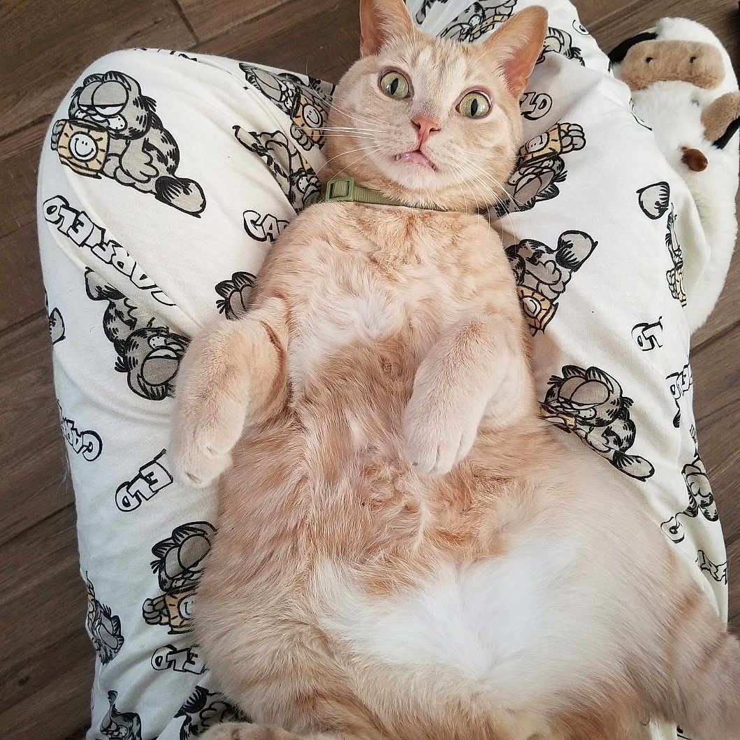 Adrien is registered to the contest to win money with this photo: animal, cat, collar, cute, domestic_cat, funny_expression, fur, garfield, indoor, lying_down, orange_tabby, pajamas, person, pet, plush_toy, relaxed, soft_fur, whiskers, wide_eyes, wooden_floor