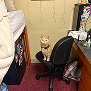 Adrien joined the competition — help win amazing prizes! cat, orange_tabby, bow_tie, office_chair, carpet, rug, desk, mirror, stickers, photos, bed, blanket, wall_art, string_lights, backpack, water_bottle, lipstick, skincare, room_interior, cozy