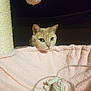 Adrien is registered to the contest to win money with this photo: cat, pet, animal, feline, toy, blanket, pink, cozy, curious, face, ears, whiskers, soft, rope, indoor, home, dark_background, scratching_post, play, resting
