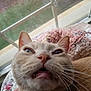cat, close_up, funny_face, whiskers, ears, mouth_open, quilt, floral_pattern, window, indoor, pet, feline, fur, nose, tongue, relaxed, home, daylight, curious, animal