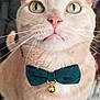cat, pet, animal, close_up, bow_tie, beige, whiskers, indoor, feline, cute, curious, domestic_cat, collar, portrait, green, golden_bell, fur, eyes, face, sitting