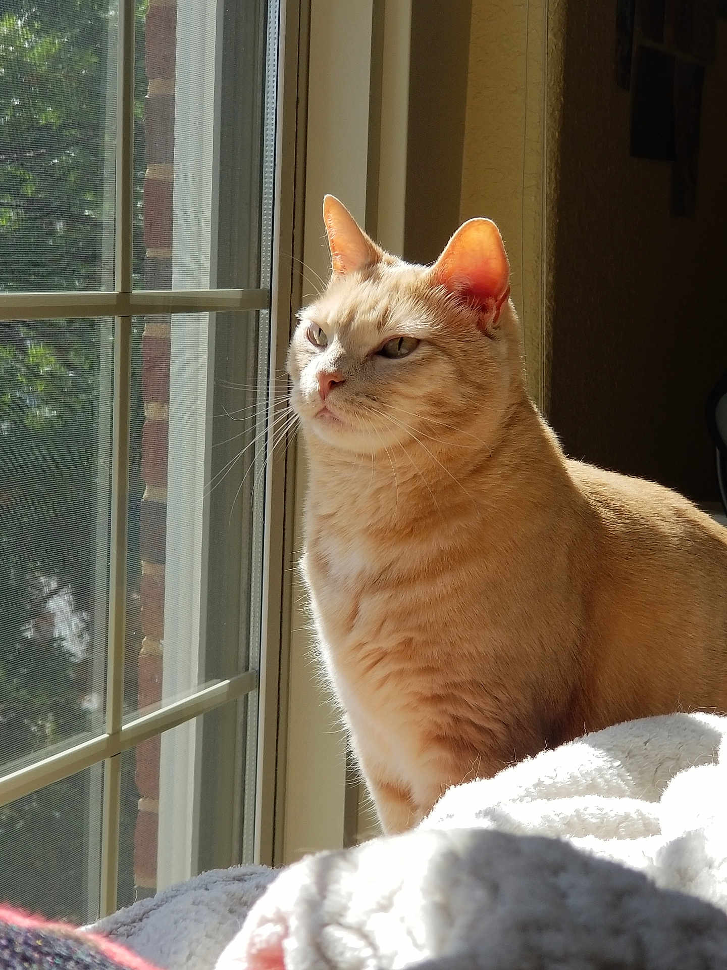 Adrien joined the competition — help win amazing prizes! cat, ginger_cat, window, sunlight, indoor, blanket, pet, feline, cozy, relaxed, whiskers, ears, side_view, animal, domestic_animal, fur, looking_out, resting, daylight, quiet