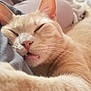 Adrien joined the competition — help win amazing prizes! cat, sleeping, beige, feline, closeup, whiskers, tongue, nap, cozy, soft, fur, pet, relaxed, indoor, cute, animal, resting, face, ears, comfort