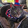 K.c. is registered to the contest to win money with this photo: animal, bandana, blanket, blue, cat, closeup, costume, cute, furniture, gray_cat, green_eyes, hat, indoor, pet, portrait, red, resting, stars, top_hat, white