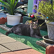 K.c. joined the competition — help win amazing prizes! animal, artificial_grass, backyard, cat, curious, daylight, decor, feline, garden, gray_cat, greenery, leaves, nature, outdoor, pet, plant_pot, potted_plant, relaxing, resting, sunlight