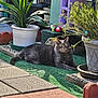 animal, artificial_grass, backyard, cat, curious, daylight, decor, feline, garden, gray_cat, greenery, leaves, nature, outdoor, pet, plant_pot, potted_plant, relaxing, resting, sunlight
