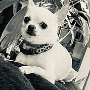 Lucky Chico joined the competition — help win amazing prizes! animal, black_and_white, chihuahua, close_up, collar, companion, cute, dog, domestic_animal, expression, fur, indoor, leaf, pet, plant, portrait, relaxed, resting, small_dog, texture