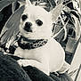 animal, black_and_white, chihuahua, close_up, collar, companion, cute, dog, domestic_animal, expression, fur, indoor, leaf, pet, plant, portrait, relaxed, resting, small_dog, texture