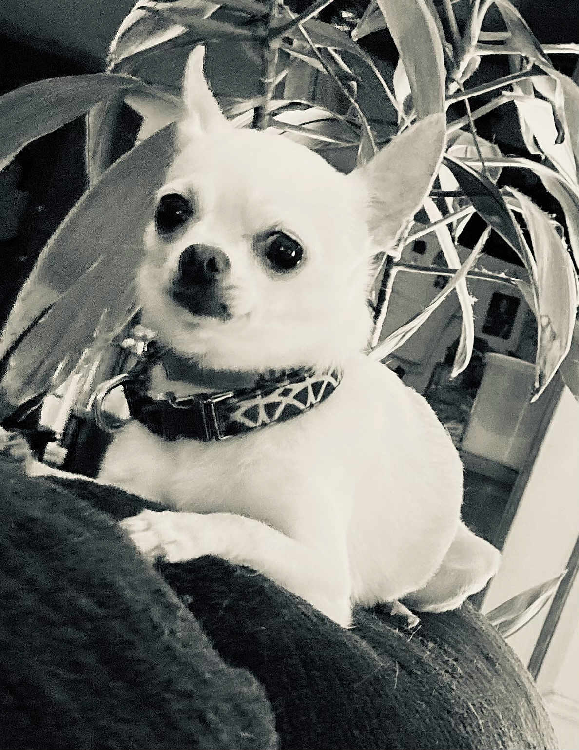 Lucky Chico