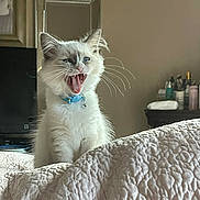 Marshmallow joined the competition — help win amazing prizes! animal, bed, blanket, blue_collar, cat, cosy, cute, fluffy, furniture, indoor, kitten, mirror, pet, portrait, teeth, television, whiskers, white_cat, yawning, young_cat