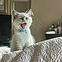 animal, bed, blanket, blue_collar, cat, cosy, cute, fluffy, furniture, indoor, kitten, mirror, pet, portrait, teeth, television, whiskers, white_cat, yawning, young_cat