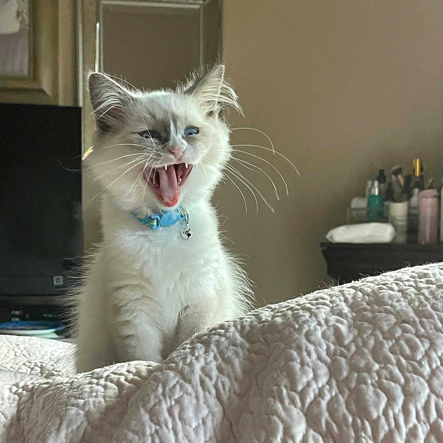 Marshmallow