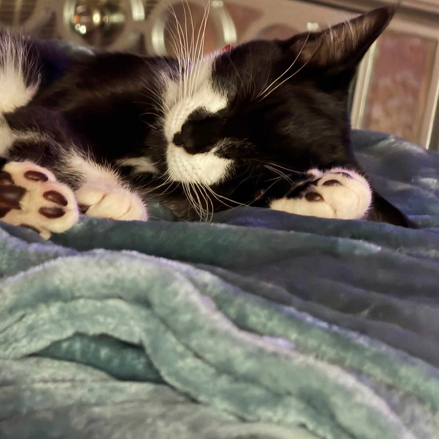 Tuxedo joined the competition — help win amazing prizes! cat, tuxedo_cat, sleeping, pet, animal, whiskers, paws, black_and_white, blanket, bed, cozy, indoors, home, furniture, portrait, resting, cute, relaxed, close_up, domestic_animal