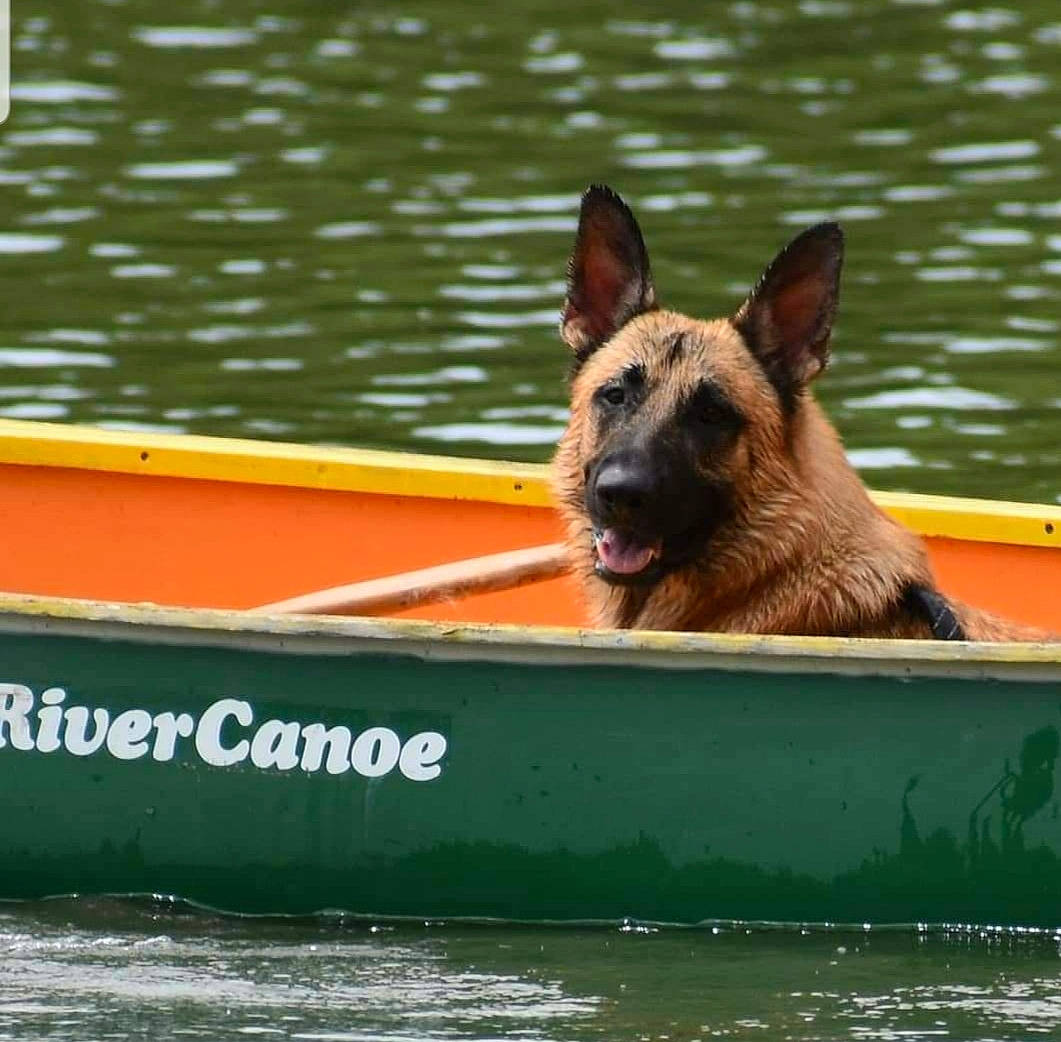 Thor joined the competition — help win amazing prizes! boat, boating, boats_and_boating_equipment_and_supplies, canidae, canis, carnivore, dog, dog_breed, guard_dog, herding_dog, king_shepherd, liquid, old_german_shepherd_dog, snout, sporting_group, vertebrate, water, water_transportation, watercraft, working_dog
