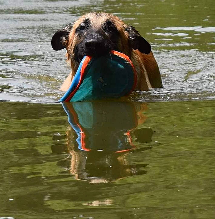 Thor joined the competition — help win amazing prizes! canidae, carnivore, companion_dog, dog, dog_breed, fluid, guard_dog, lake, liquid, love, non_sporting_group, pond, reflection, snout, sporting_group, vertebrate, water, water_resources, working_animal, working_dog