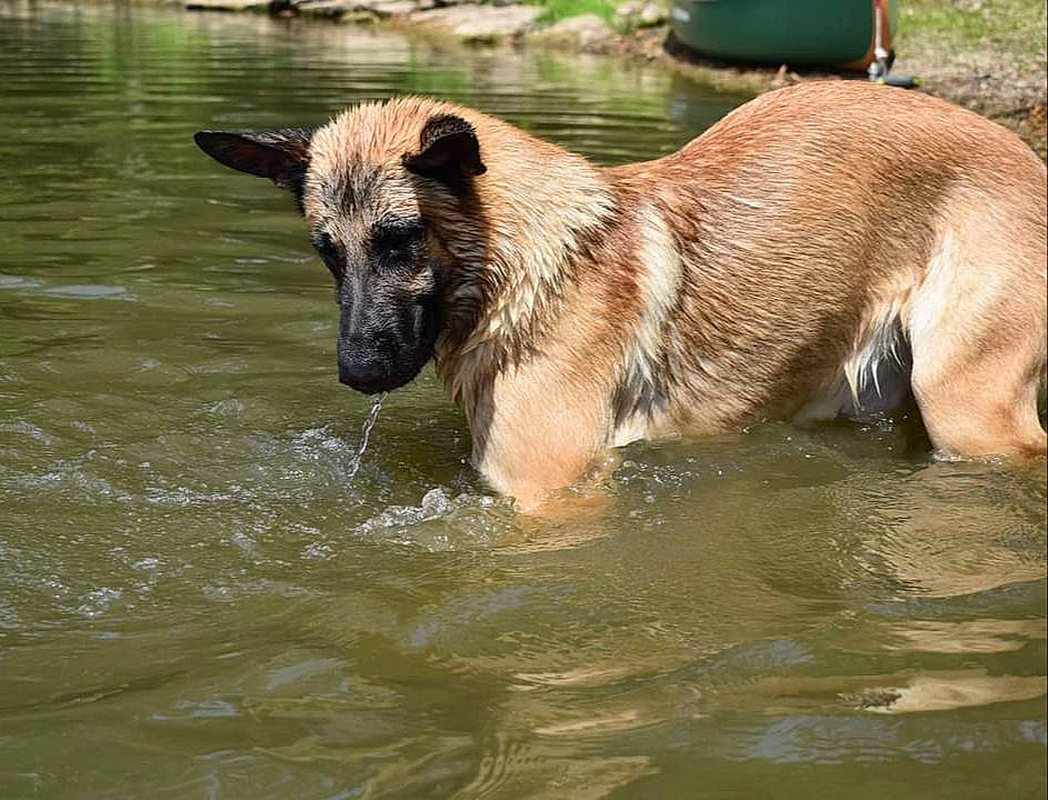 Thor joined the competition — help win amazing prizes! canidae, carnivore, companion_dog, dog, dog_breed, fawn, guard_dog, hunting_dog, liquid, liver, river, snout, sporting_group, tail, vertebrate, water_resources, watercourse, working_animal, working_dog