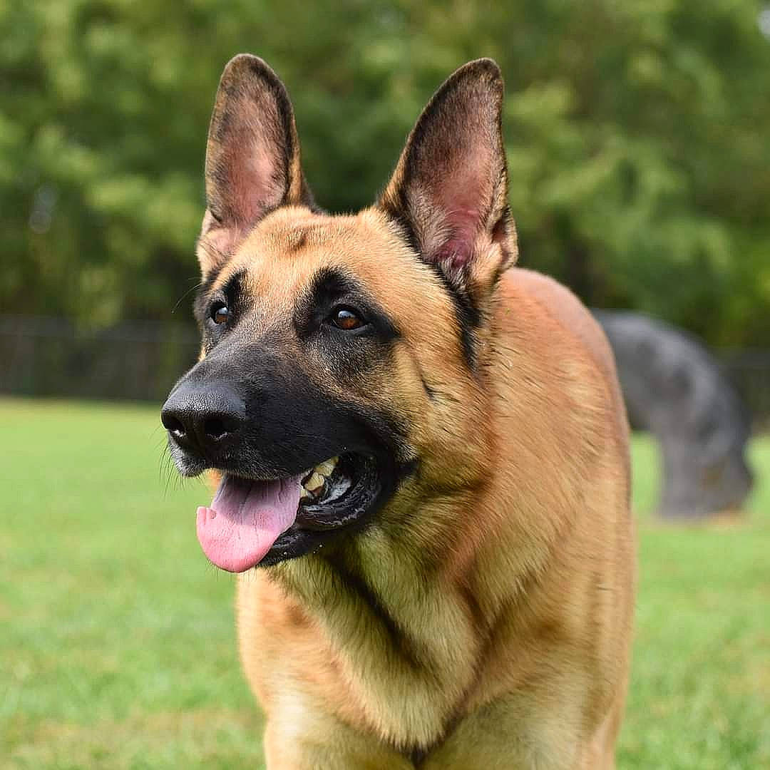 Thor joined the competition — help win amazing prizes! canidae, carnivore, collar, dog, dog_breed, fawn, german_shepherd_dog, grass, grass_family, grassland, guard_dog, herding_dog, jaw, king_shepherd, lawn, liver, meadow, police_dog, snout, tongue