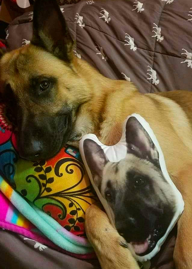 Thor joined the competition — help win amazing prizes! belgian_shepherd_malinois, canidae, carnivore, collar, comfort, dog, dog_breed, dog_supply, fawn, german_shepherd_dog, guard_dog, herding_dog, organ, pet_supply, police_dog, snout, sporting_group, working_animal, working_dog