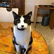 Gitan Tentale participe au concours pour gagner de l'argent avec cette photo : cat, black_and_white, table, tablecloth, flower_pattern, kitchen, stove, gas_cylinder, chair, wooden_table, indoor, pet, animal, fur, whiskers, sitting, curious, face, ears, home