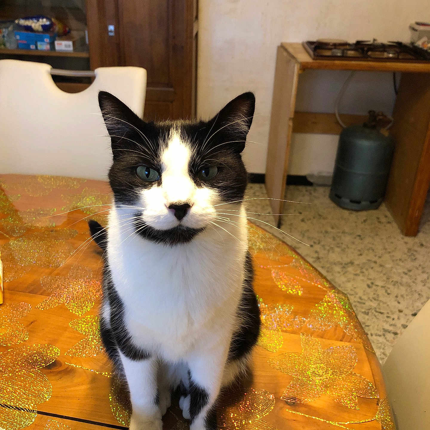 Gitan Tentale participe au concours pour gagner de l'argent avec cette photo : animal, black_and_white, cat, chair, curious, ears, face, flower_pattern, fur, gas_cylinder, home, indoor, kitchen, pet, sitting, stove, table, tablecloth, whiskers, wooden_table