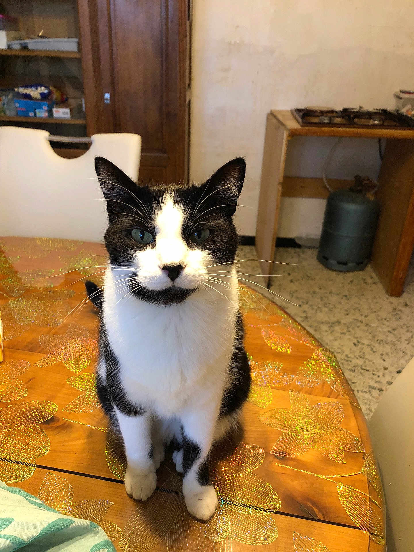 Gitan Tentale participe au concours pour gagner de l'argent avec cette photo : cat, black_and_white, table, tablecloth, flower_pattern, kitchen, stove, gas_cylinder, chair, wooden_table, indoor, pet, animal, fur, whiskers, sitting, curious, face, ears, home