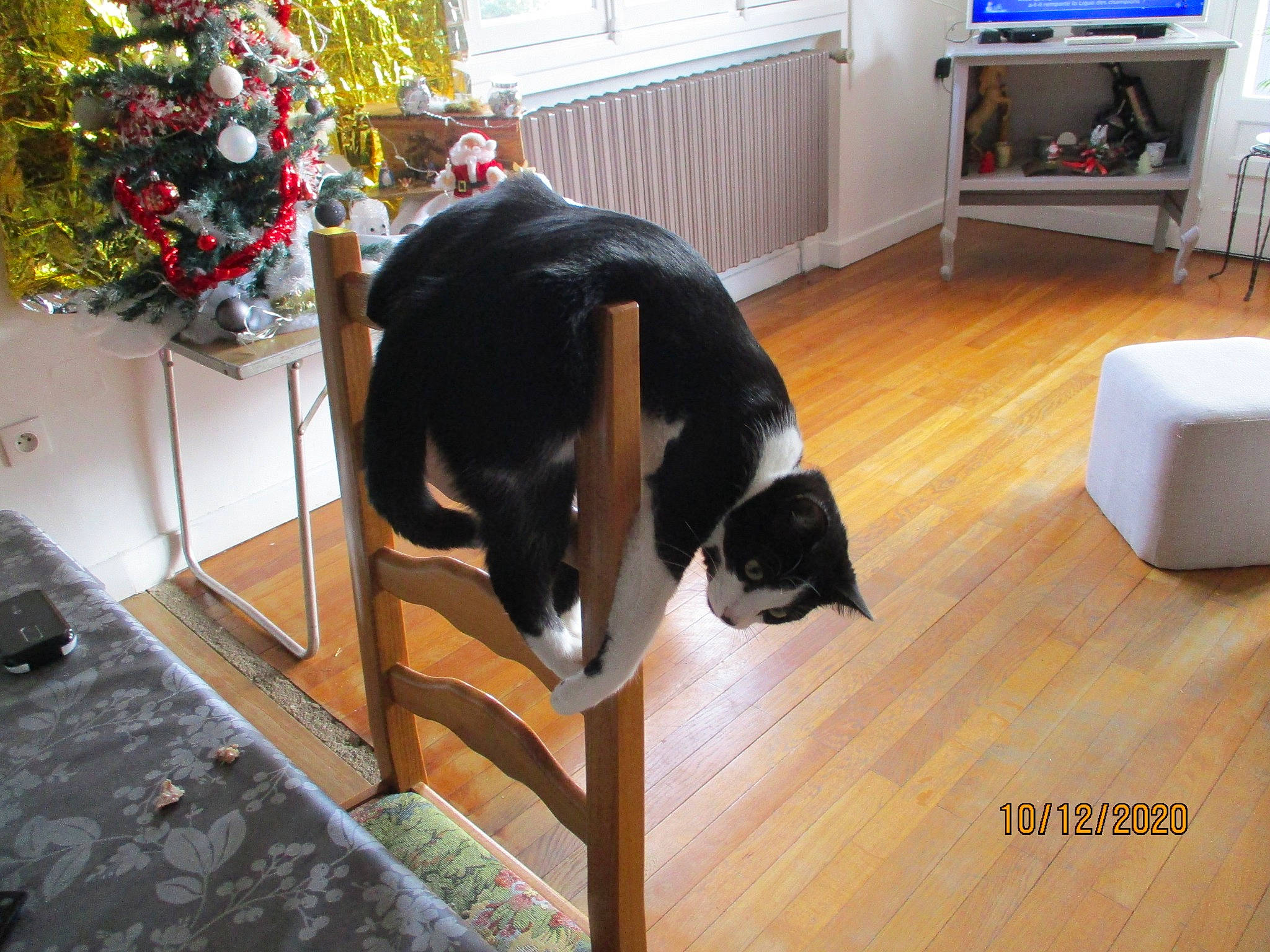 Gitan a rejoint le concours — aidez-le/la à gagner de superbes lots ! carnivore, cat, comfort, companion_dog, dog_breed, event, floor, flooring, flower, hardwood, home_appliance, laminate_flooring, pet_supply, room, tail, television, varnish, wood, wood_flooring, wood_stain