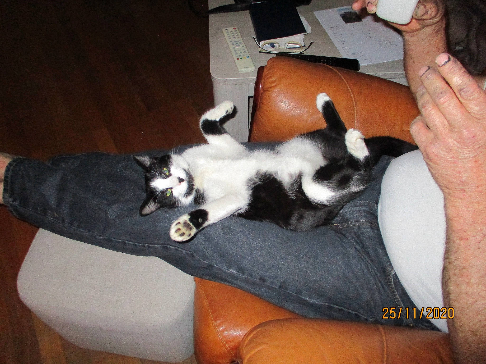 Gitan participe au concours pour gagner de l'argent avec cette photo : carnivore, cat, comfort, companion_dog, computer_keyboard, couch, dog_breed, domestic_short_haired_cat, felidae, fur, hand, hardwood, human_leg, lap, paw, small_to_medium_sized_cats, tail, thigh, whiskers, wrist