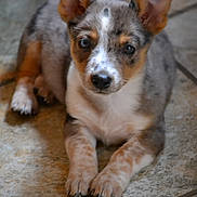 Sassy is registered to the contest to win money with this photo: puppy, dog, pet, ears, fur, floor, tile, laying, animal, cute, small, domestic_animal, young, whiskers, brown, white, black, eyes, nose, paws