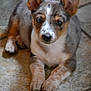 puppy, dog, pet, ears, fur, floor, tile, laying, animal, cute, small, domestic_animal, young, whiskers, brown, white, black, eyes, nose, paws