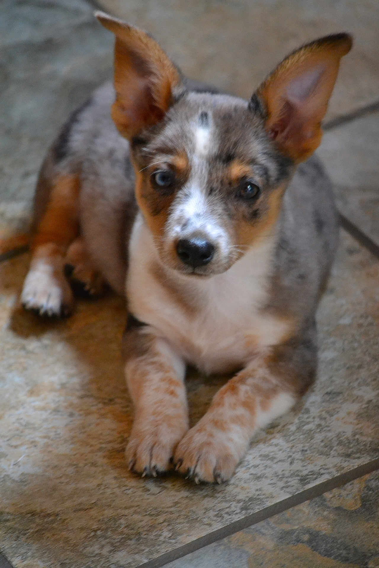 Sassy is registered to the contest to win money with this photo: puppy, dog, pet, ears, fur, floor, tile, laying, animal, cute, small, domestic_animal, young, whiskers, brown, white, black, eyes, nose, paws