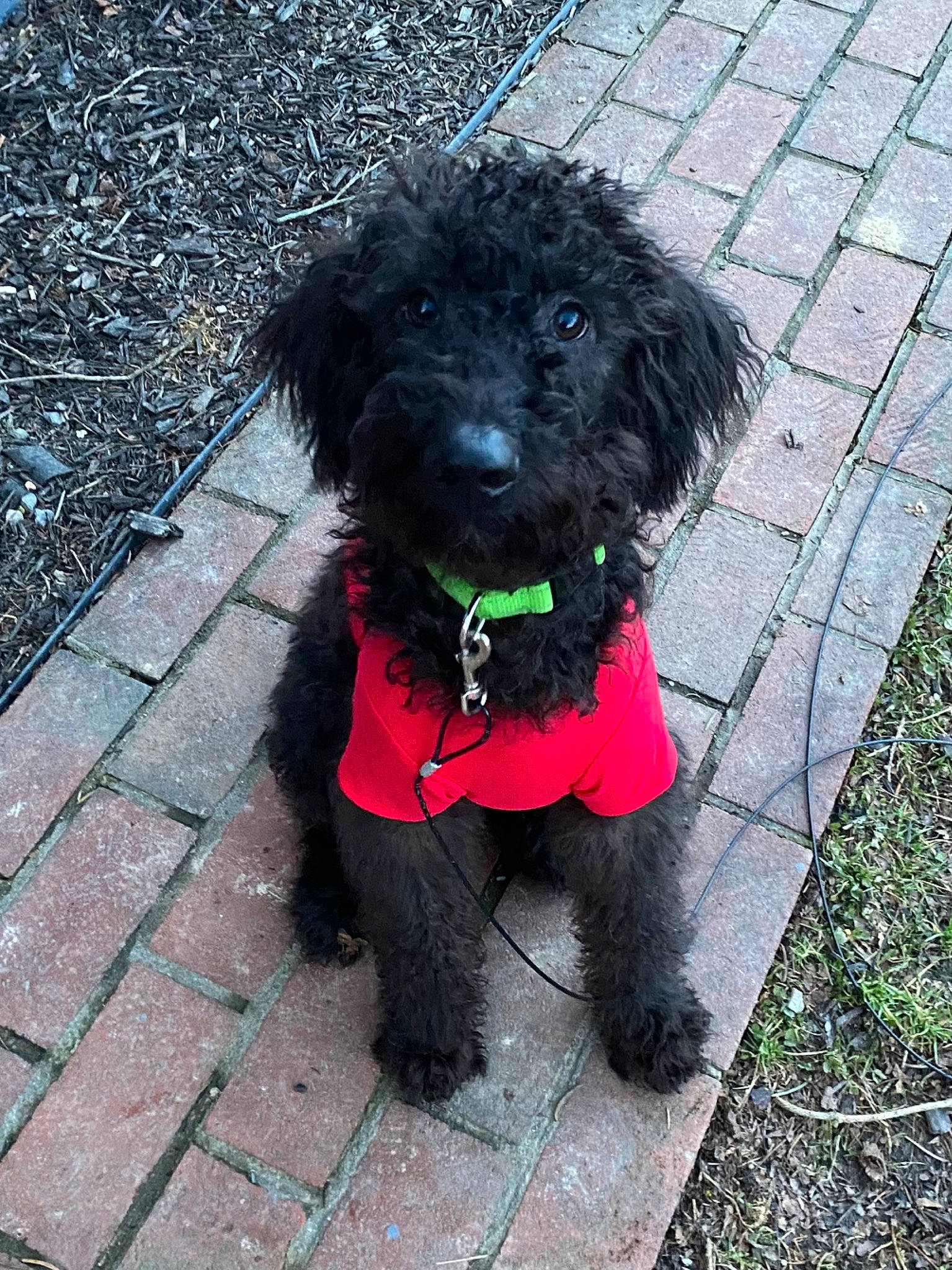 Ozzy is registered to the contest to win money with this photo: canidae, carnivore, collar, companion_dog, dog, dog_breed, dog_collar, dog_supply, fur, magenta, pet_supply, poodle, road_surface, small_terrier, snout, sporting_group, terrier, toy_dog, water_dog, working_animal