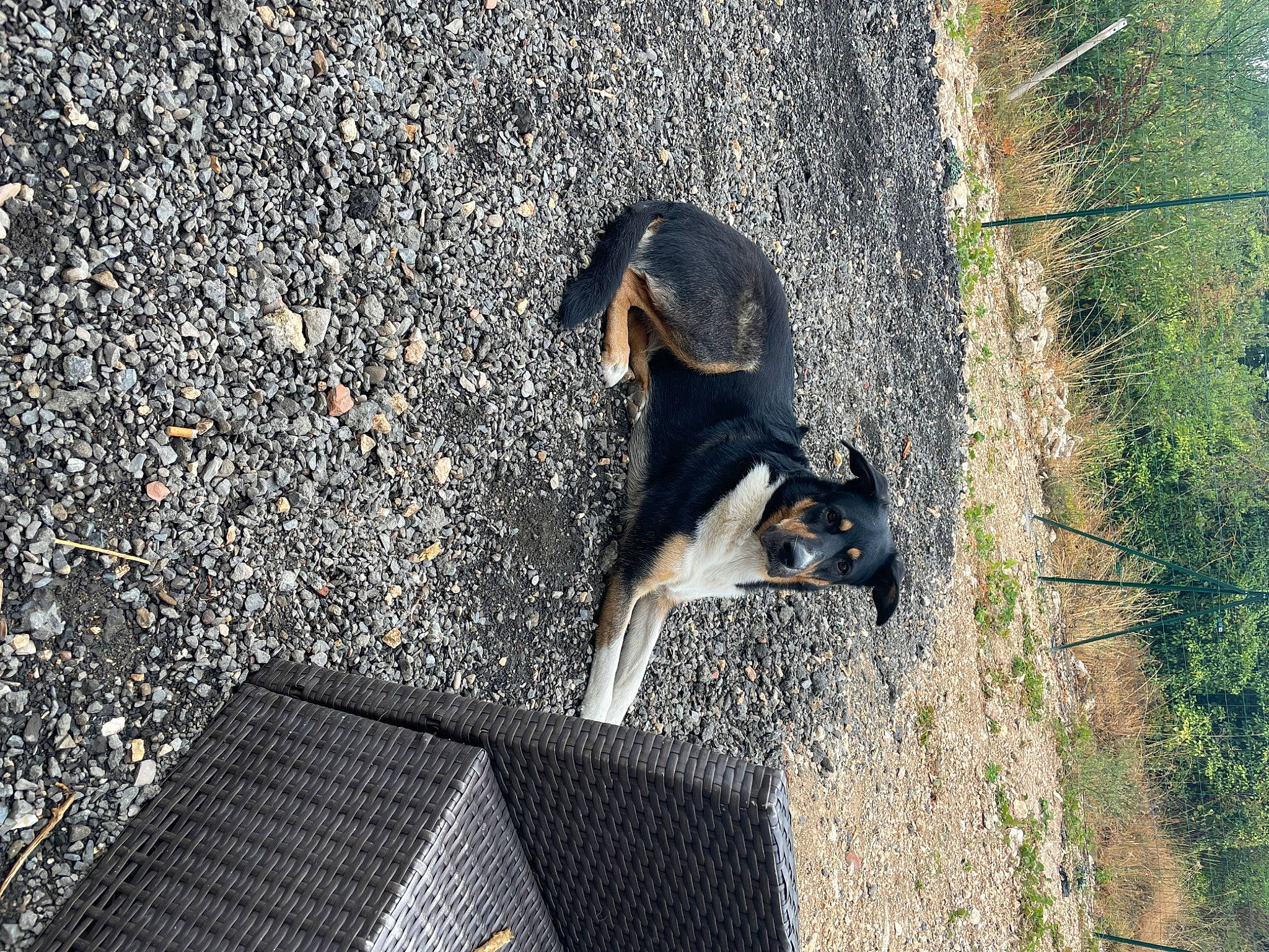 Orka participe au concours pour gagner de l'argent avec cette photo : asphalt, canidae, carnivore, companion_dog, dog, dog_breed, grass, heat, pet_supply, plant, road_surface, shadow, soil, sporting_group, sunlight, tail, tar, tints_and_shades, tree, working_dog