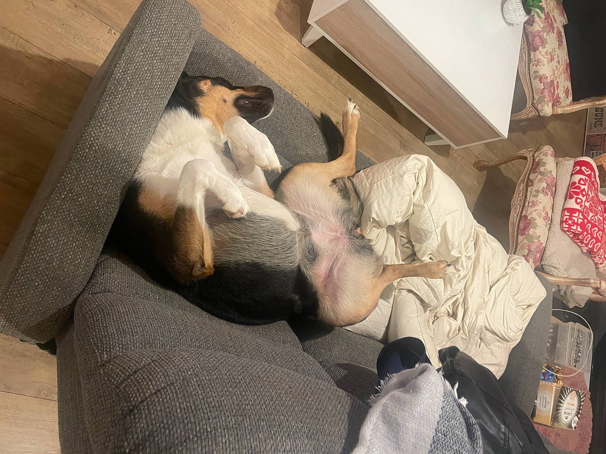 Orka participe au concours pour gagner de l'argent avec cette photo : art, backpack, bag, bed, bed_sheet, bedding, bedroom, blanket, carmine, comfort, companion_dog, flooring, fur, linens, luggage_and_bags, nap, room, sitting, vintage_clothing, wood