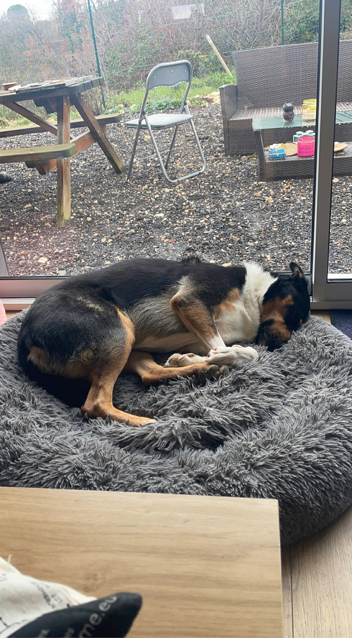 Orka participe au concours pour gagner de l'argent avec cette photo : canidae, carnivore, comfort, companion_dog, dog, dog_breed, fawn, flooring, fur, grass, outdoor_furniture, rectangle, snout, sporting_group, tail, terrestrial_animal, wildlife, window, wood, working_dog