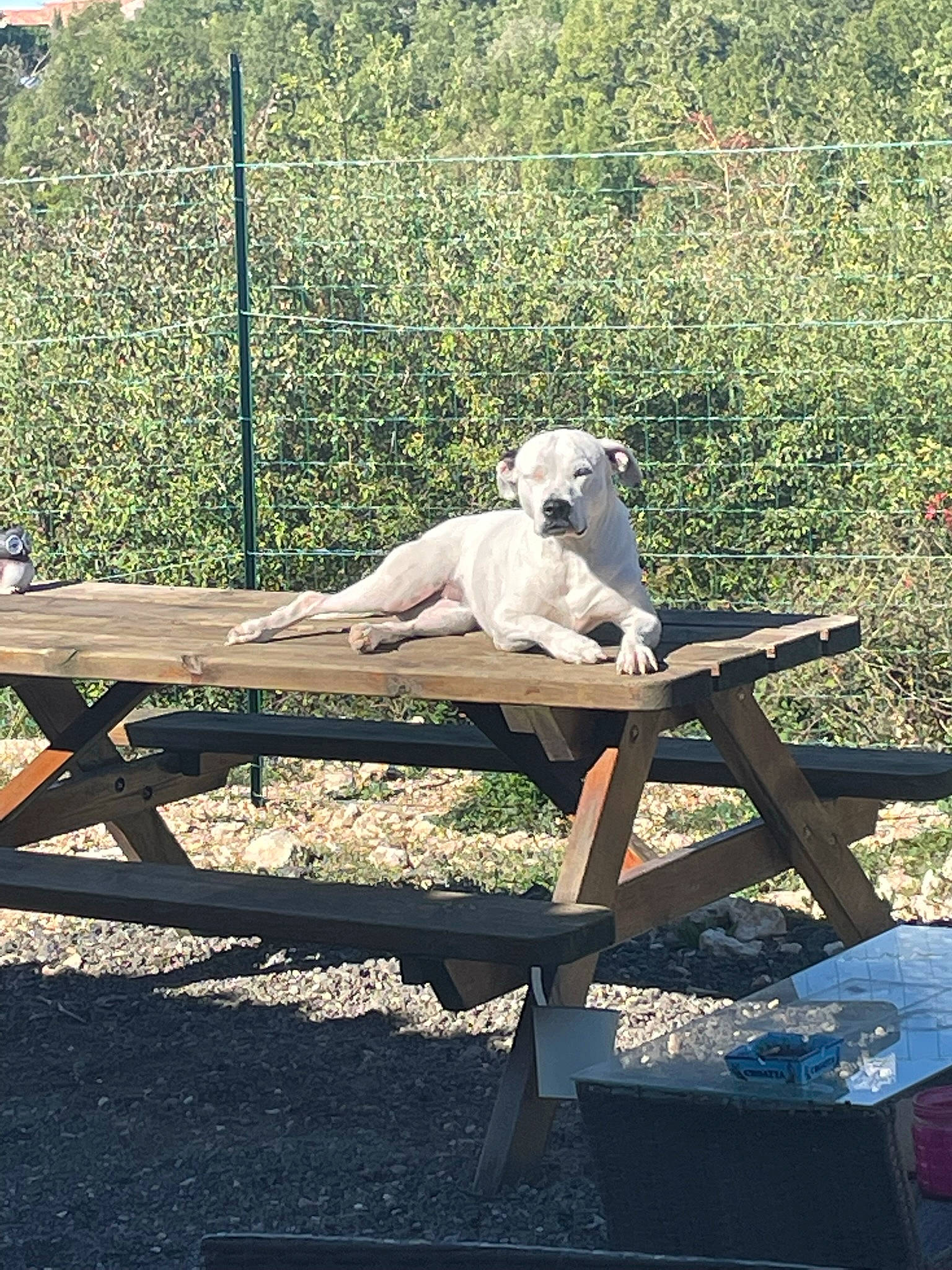 Nala a rejoint le concours — aidez-le/la à gagner de superbes lots ! bench, carnivore, companion_dog, dog, dog_breed, fawn, grass, leisure, outdoor_bench, outdoor_furniture, picnic_table, plant, recreation, shade, sitting, sporting_group, tail, tree, wood, working_animal