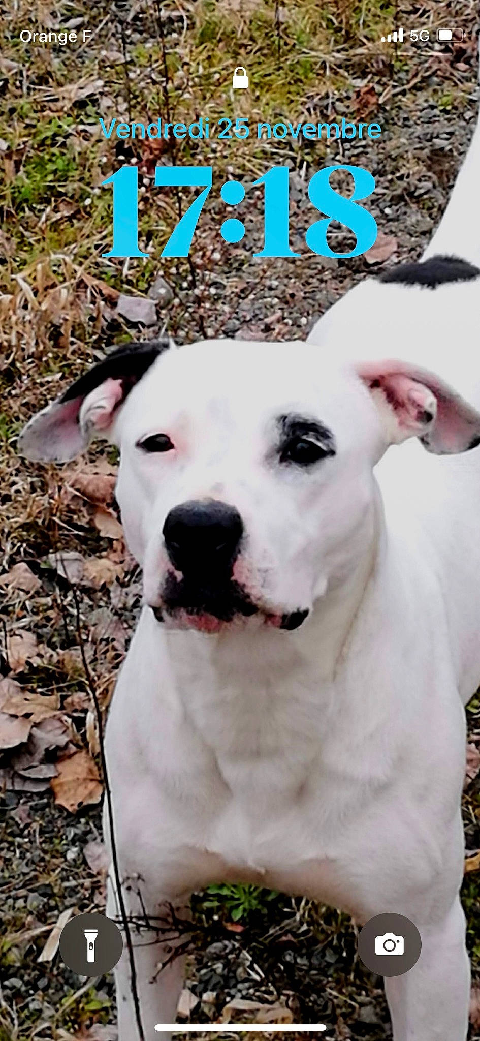 Nala participe au concours pour gagner de l'argent avec cette photo : ancient_dog_breeds, carnivore, collar, companion_dog, dog, dog_breed, dog_collar, giant_dog_breed, guard_dog, happy, non_sporting_group, pet_supply, photo_caption, sporting_group, whiskers, working_animal