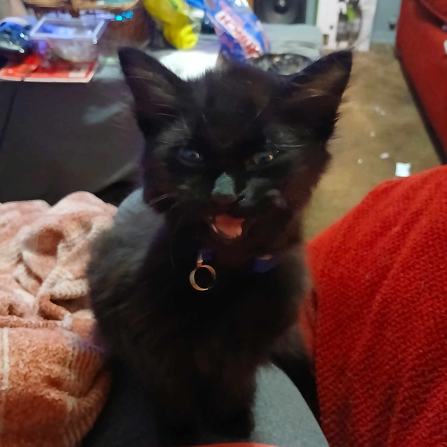 Aria joined the competition — help win amazing prizes! animal, architecture, basket, blackcat, building, cat, couch, cushion, electronics, furniture, homedecor, indoors, interiordesign, kitten, livingroom, pet, plant, pottedplant, room, speaker