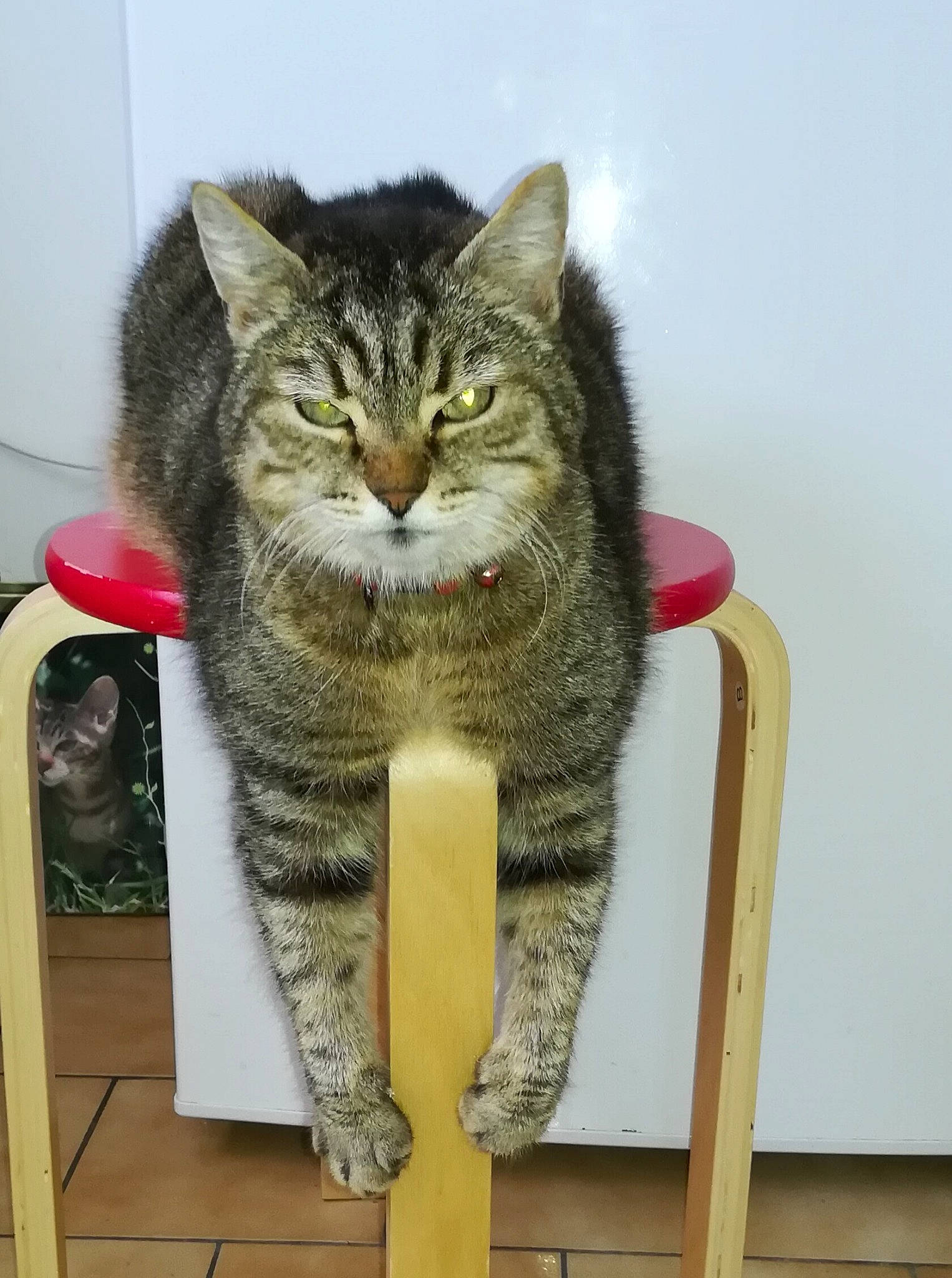 Lilou a rejoint le concours — aidez-le/la à gagner de superbes lots ! carnivore, cat, cat_supply, domestic_short_haired_cat, felidae, fur, mammal, pet_supply, small_to_medium_sized_cats, snout, tabby_cat, vertebrate, whiskers, yellow