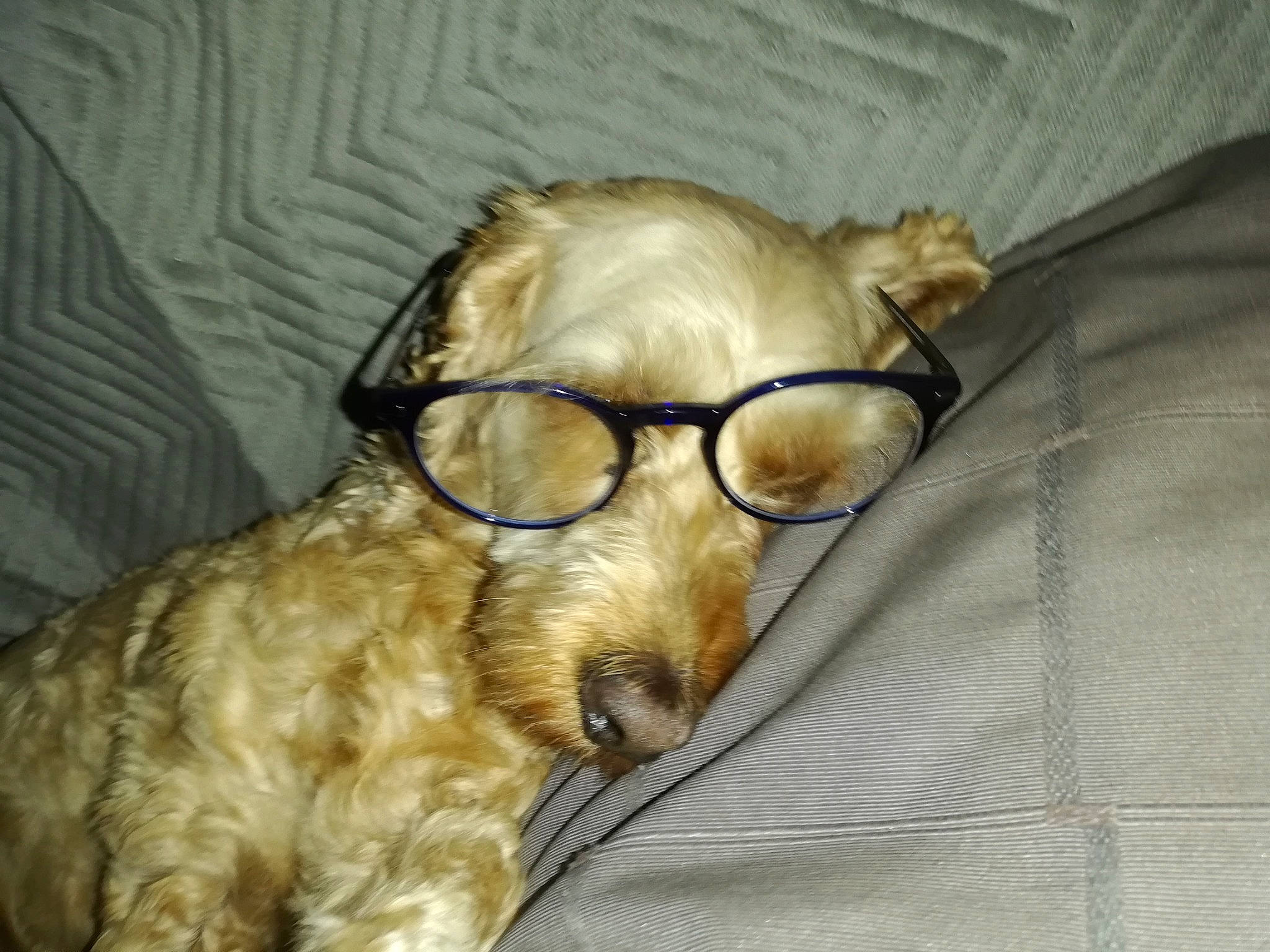 Lilou participe au concours pour gagner de l'argent avec cette photo : beige, canidae, carnivore, cocker_spaniel, collar, companion_dog, dog, dog_breed, fawn, fur, liver, mammal, pet_supply, snout, sporting_group, tan, vertebrate, whiskers, working_animal