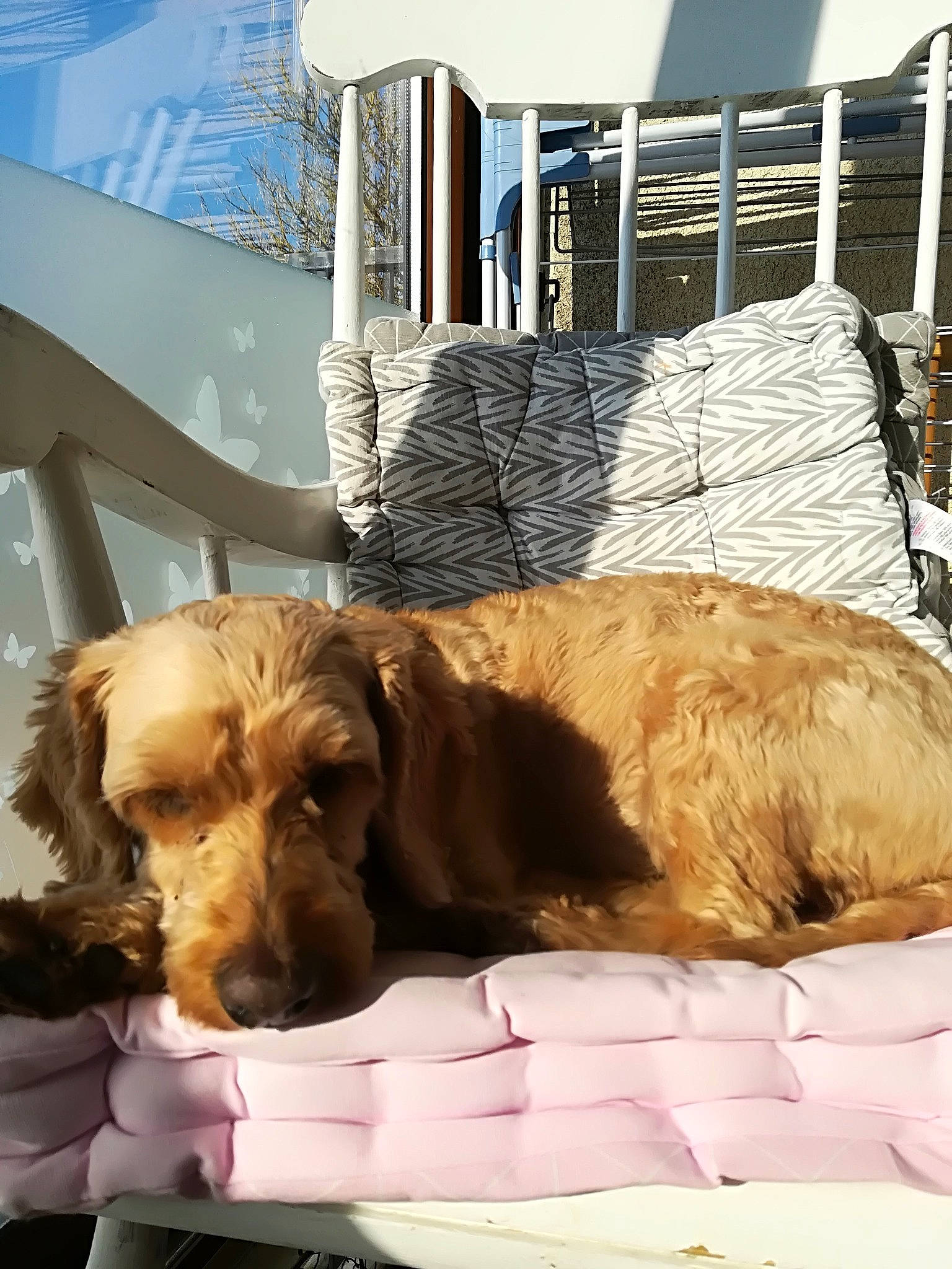 Galipette participe au concours pour gagner de l'argent avec cette photo : brown, canidae, carnivore, companion_dog, couch, daylighting, dog, dog_breed, dog_supply, fur, gun_dog, home, liver, mammal, pet_supply, snout, sporting_group, vertebrate, working_animal, working_dog