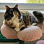 cat, calico_cat, indoor, pet, feline, plush_perch, window, green_eyes, fluffy_fur, resting, animal, domestic_cat, curious, soft_light, cozy, fur_pattern, whiskers, tail, close_up, home