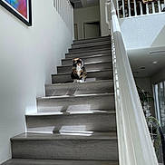 Cricket joined the competition — help win amazing prizes! cat, calico_cat, stairs, indoor, natural_light, shadow, railing, painting, quilt, wood_floor, home_interior, door, plant, window, modern, quiet, pet, animal, resting, calm