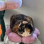 cat, calico_cat, flower_cushion, plush, soft, feline, pet, indoor, cozy, fur, green_eyes, resting, cute, animal, home, comfortable, purple, decor, texture, relaxing