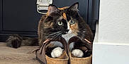 Cricket joined the competition — help win amazing prizes! cat, calico_cat, slippers, wooden_floor, indoor, furniture, cabinet, black_cabinet, white_wall, flooring, pet, animal, paws, domestic, cozy, curious, fur, whiskers, household, home