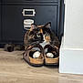 cat, calico_cat, slippers, wooden_floor, indoor, furniture, cabinet, black_cabinet, white_wall, flooring, pet, animal, paws, domestic, cozy, curious, fur, whiskers, household, home