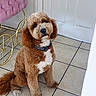 dog, pet, curly_fur, brown_and_white, indoor, tile_floor, collar, pink_chair, velvet_chair, golden_wheels, cute, sitting, portrait, animal, companion, friendly, domestic, furniture, door, floor