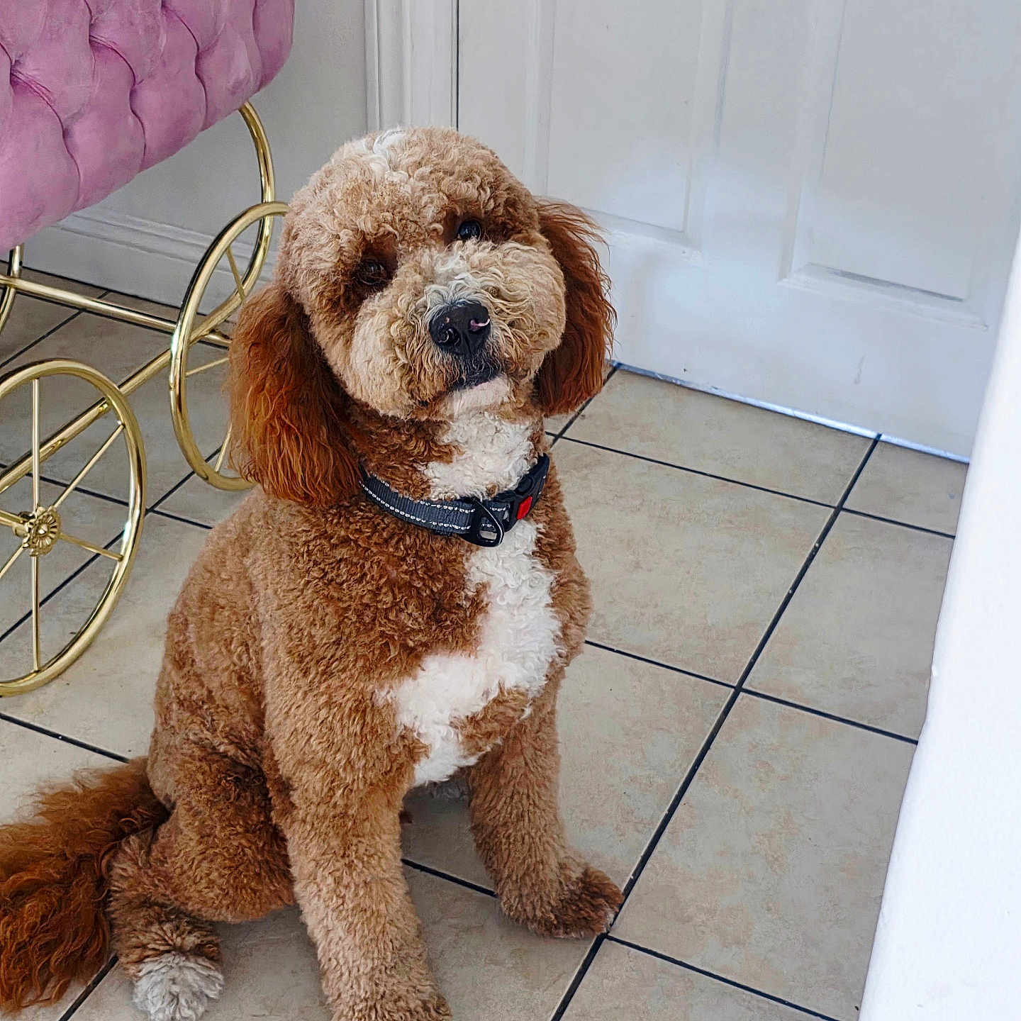 Bally is registered to the contest to win money with this photo: dog, pet, curly_fur, brown_and_white, indoor, tile_floor, collar, pink_chair, velvet_chair, golden_wheels, cute, sitting, portrait, animal, companion, friendly, domestic, furniture, door, floor